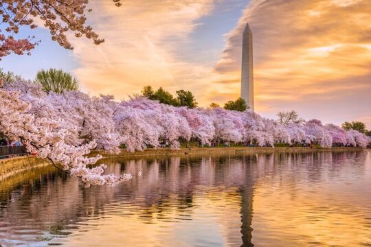 Sight See DC with 10+ Stops including Jefferson Memorial, White House, and More