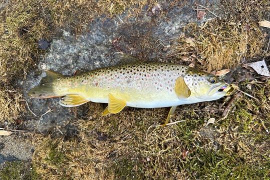 Private Trout Fishing Excursion in Virginia