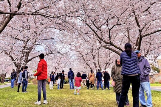 Washington D.C. Cherry Blossom Day Tour from DC&VA