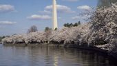 Great Tidal Basin Experience